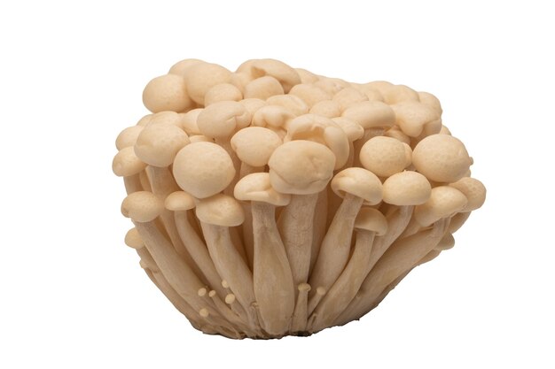 Cogumelos de faia branca isolados em um fundo branco
