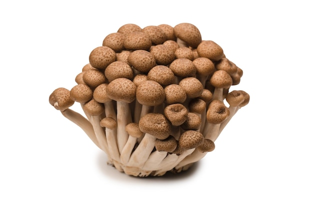 Cogumelos de faia crus isolados no fundo branco