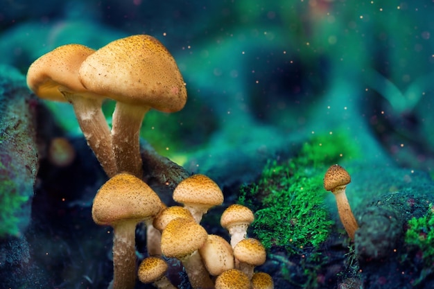 Cogumelos de fantasia na floresta misteriosa. Cogumelos brilhantes na floresta noturna