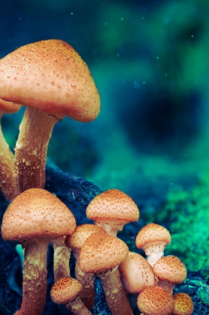 Cogumelos de fantasia na floresta misteriosa Cogumelos brilhantes na floresta noturna