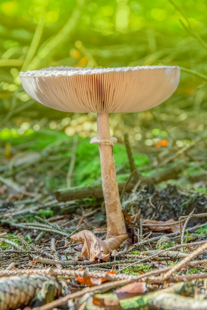 Foto cogumelos de guarda-chuva