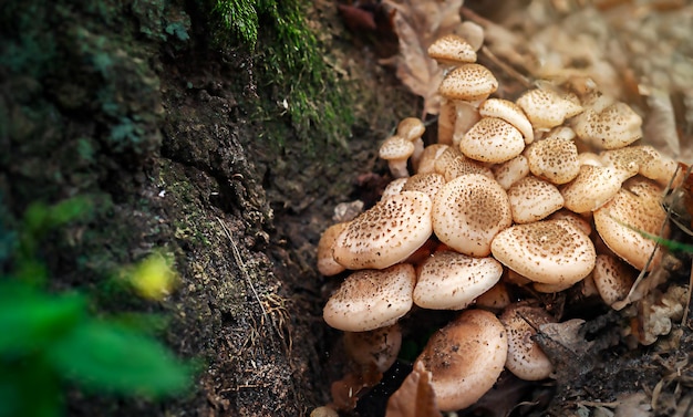 Foto cogumelos de mel um grupo de cogumelos comestíveis que crescem em um tronco na floresta de outono