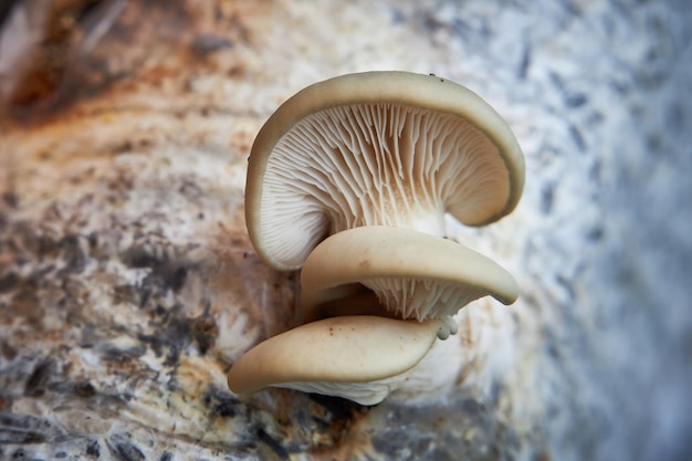 Cogumelos de ostra crescem a partir de cascas de girassol closeup