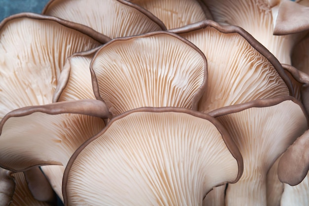 Cogumelos de ostra frescos Fundo abstrato da natureza de deliciosos cogumelos de ostra orgânicos na vista superior de fundo de madeira velha com espaço para texto
