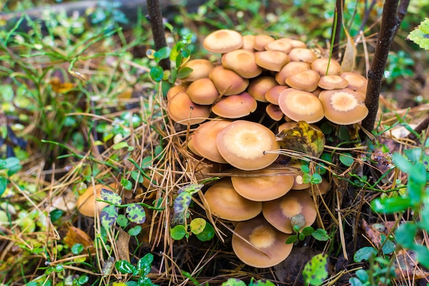 Cogumelos de outono