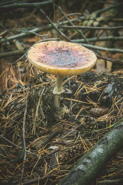 Cogumelos do cogumelo venenoso que crescem na floresta. foco seletivo.