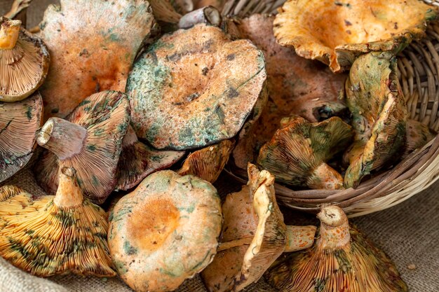 Cogumelos dos Pinheiros (Lactarius deliciosus) (Cogumelo Cintar)