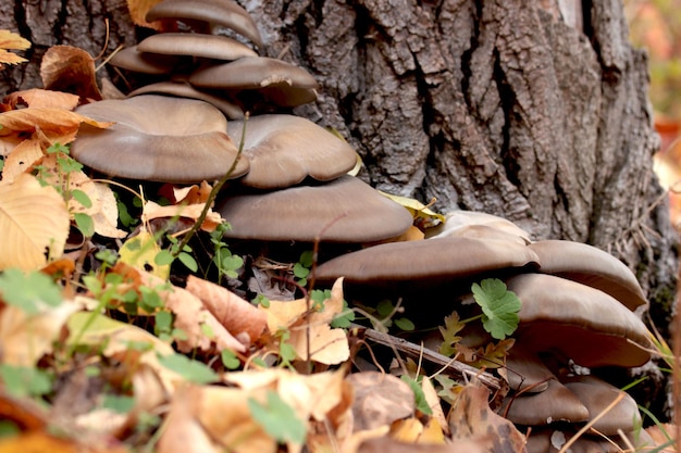 Cogumelos e folhas de outono na floresta