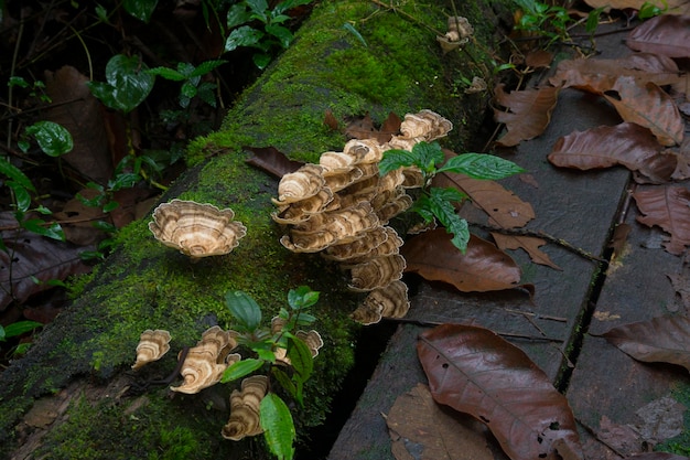 Cogumelos e líquenes tropicais