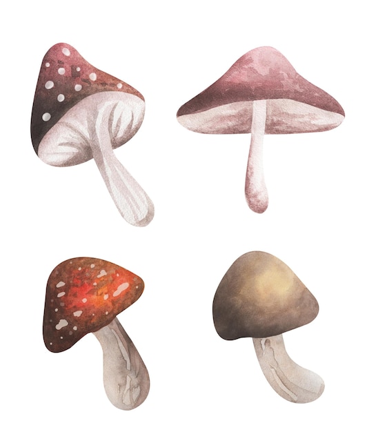 Cogumelos em aquarela. Desenho de um conjunto de cogumelos em um fundo branco.