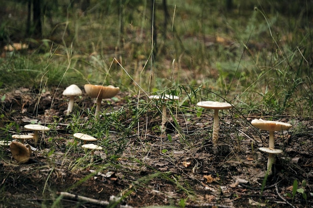 Cogumelos em folhas caídas de fundo de outono