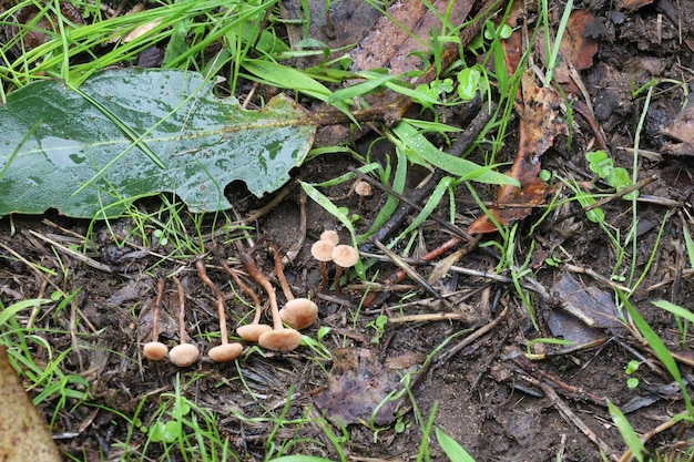 Cogumelos em Mclaren Park San Francisco Calfornia