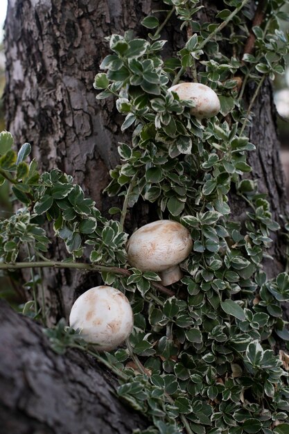 Cogumelos em um espaço de madeira com verduras