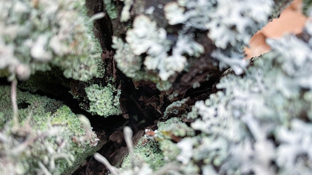 Cogumelos em um toco com musgo na floresta