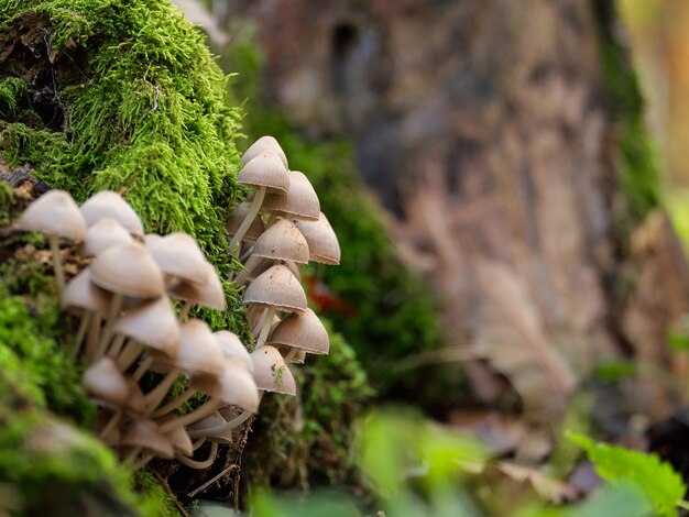 Foto cogumelos em um tronco