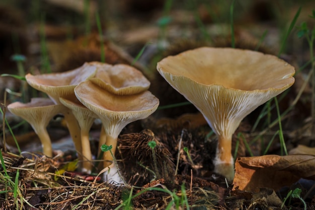 Cogumelos em uma floresta de castanhas