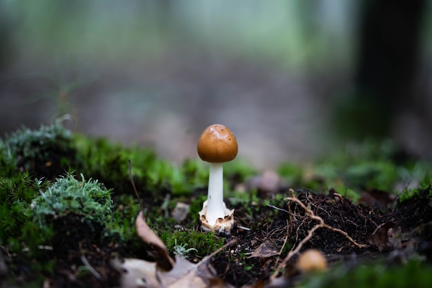 Cogumelos em uma floresta tranquila de fadas, vida selvagem incrível