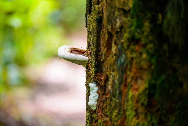 Cogumelos em uma madeira na natureza