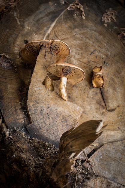 Cogumelos em uma natureza selvagem crescendo em um toco de madeira