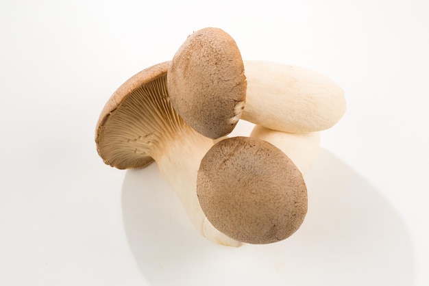 Cogumelos Eringi isolados no fundo branco