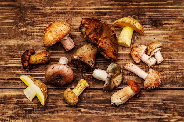 Cogumelos frescos da floresta. Porcini, boletos, russula, blush variados