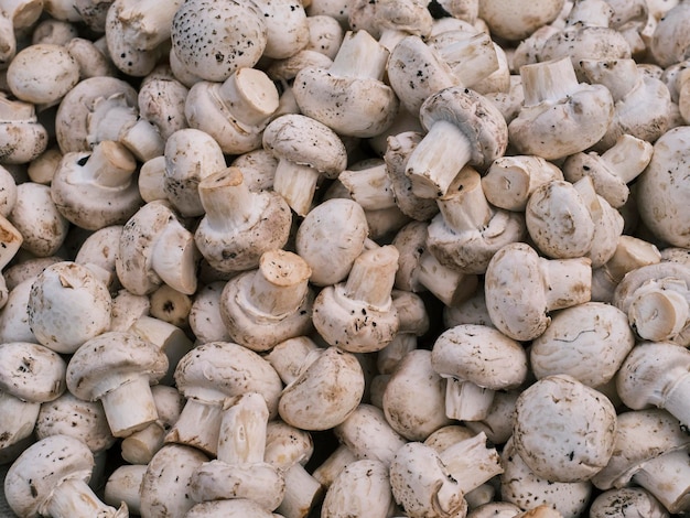 Cogumelos frescos no mercado