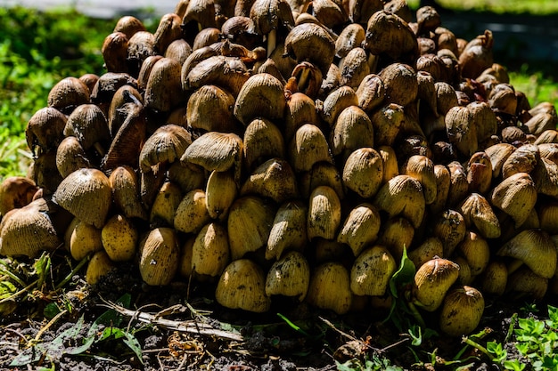 Foto cogumelos inocybe asterospora que crescem na floresta