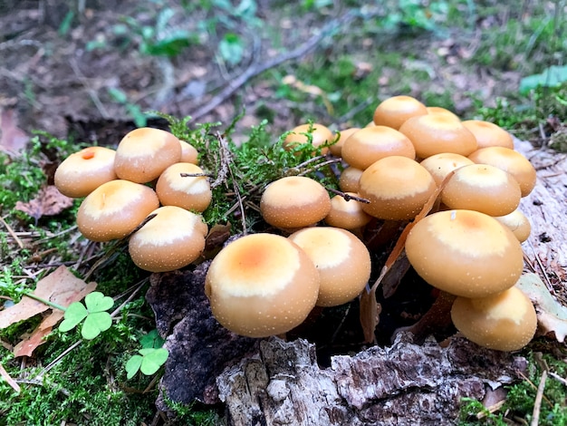 Cogumelos Kuehneromyces mutabilis crescendo em árvores e tocos.