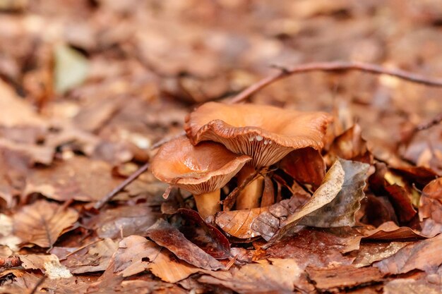 Cogumelos lindos sob folhas amarelas da floresta laranja