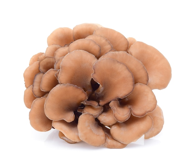 Cogumelos maitake isolados no fundo branco