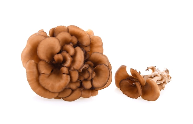 Cogumelos maitake