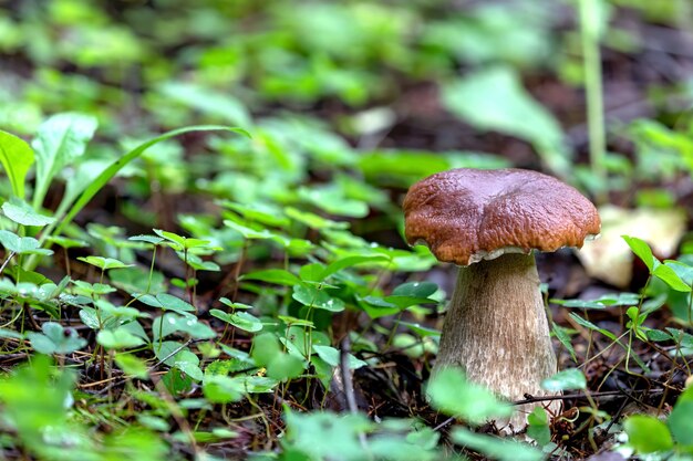 Cogumelos marrons na floresta