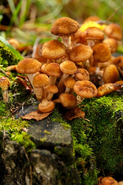 Cogumelos mel crescem em musgo na floresta, close-up