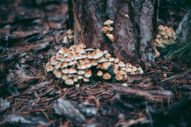 Cogumelos na árvore na floresta de outono