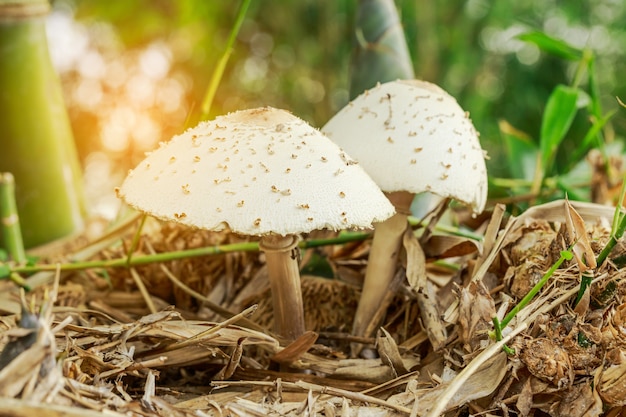 Cogumelos na floresta de bambu