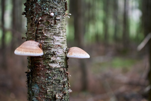 Foto cogumelos na floresta de outono crescendo em musgo