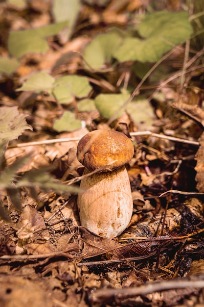 Cogumelos na floresta de outono.