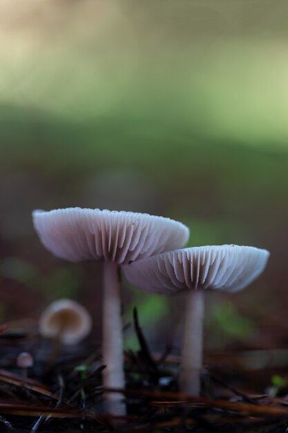 Cogumelos na floresta de pinheiros.