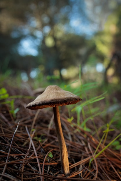 Cogumelos na floresta de pinheiros.