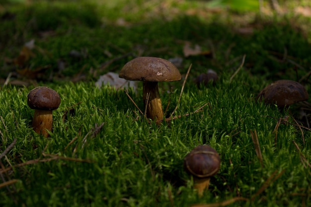 cogumelos na floresta fotos de cogumelos crescendo na floresta