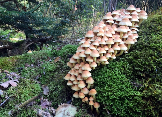 Cogumelos na floresta holandesa perto de amsterdã no outono