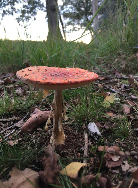 Cogumelos na floresta holandesa perto de amsterdã no outono