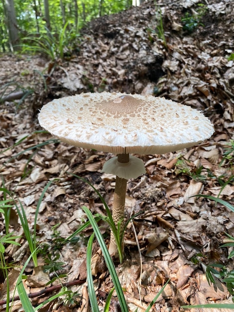 Cogumelos na floresta