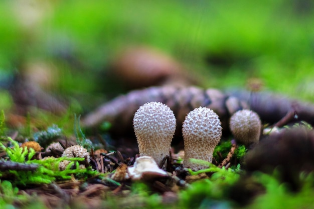 Cogumelos na floresta