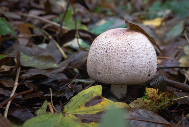 cogumelos na floresta