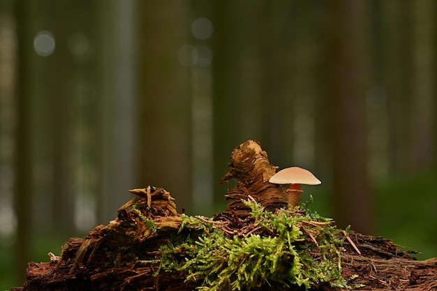 Cogumelos na floresta