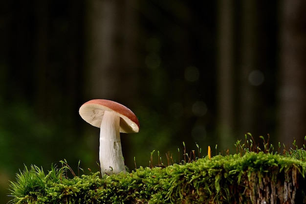 cogumelos na floresta