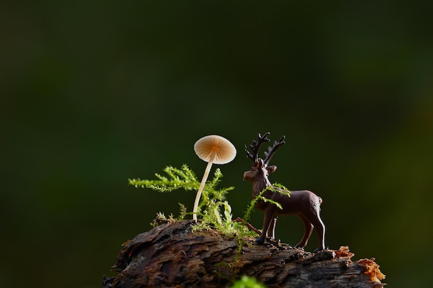 cogumelos na floresta