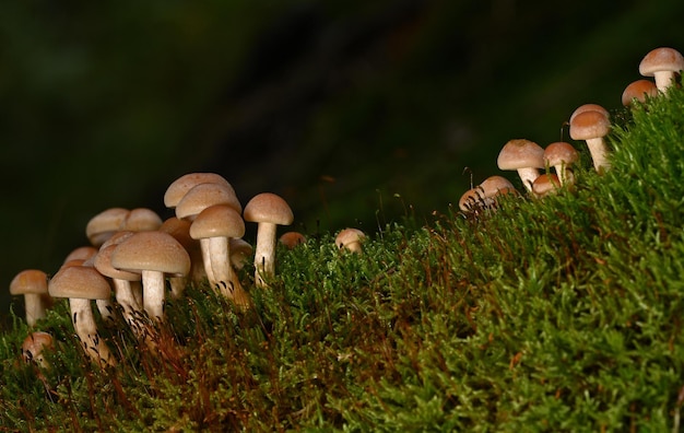 cogumelos na floresta