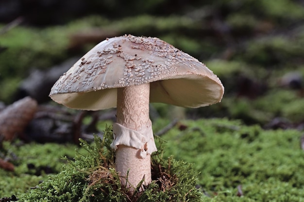 Cogumelos na floresta